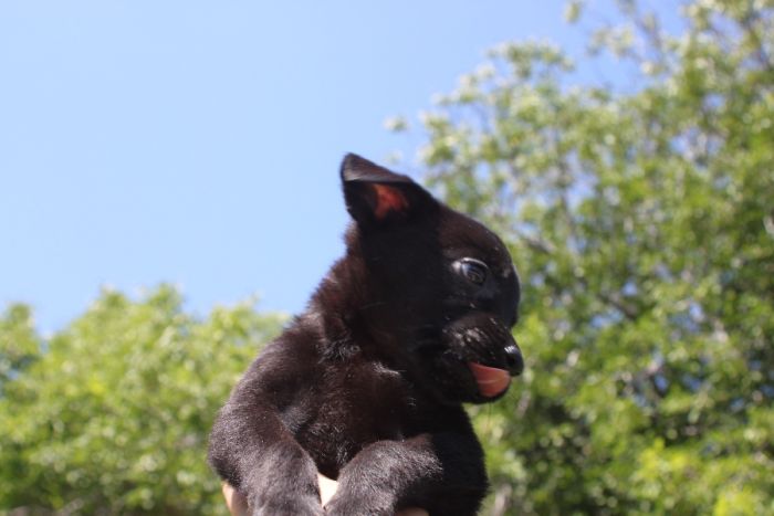 Rottweiler Mini Aussie Pups