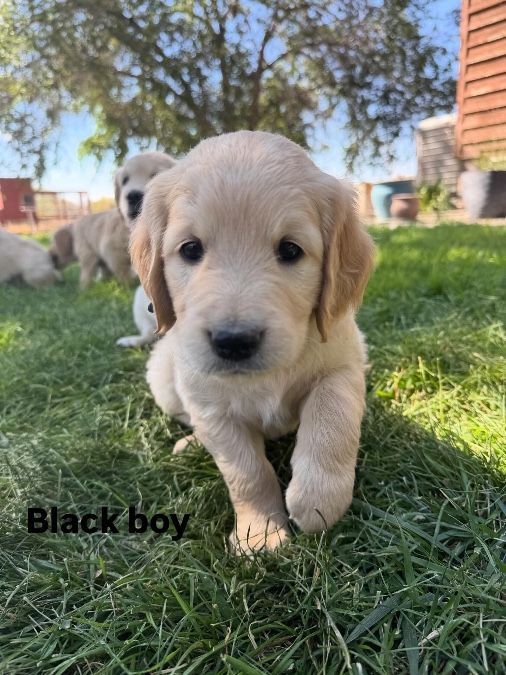Golden Retriever Pups-AKC