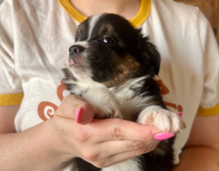 Black tri brown eyed male 