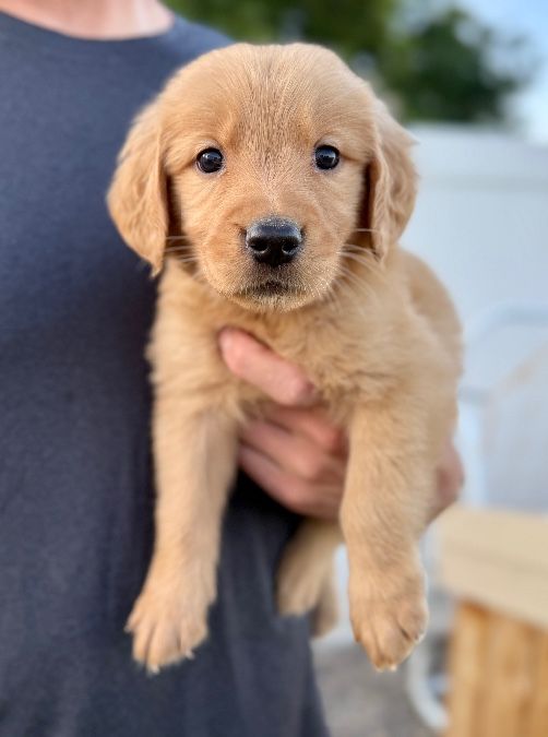 AKC Red Golden Retriever Puppies