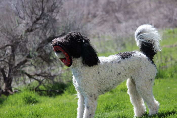 Golden Doodle Puppies