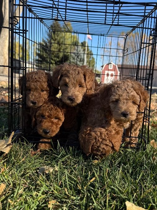 Mini/micro Labradoodle F1bb puppies