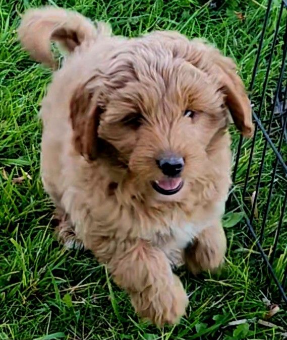 Mini Red Goldendoodles, price reduced