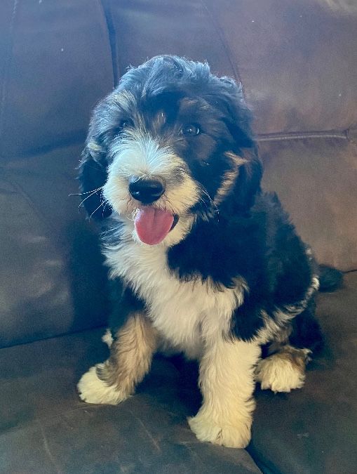 Australian Mountain Doodles, Bernedoodle, Aussie