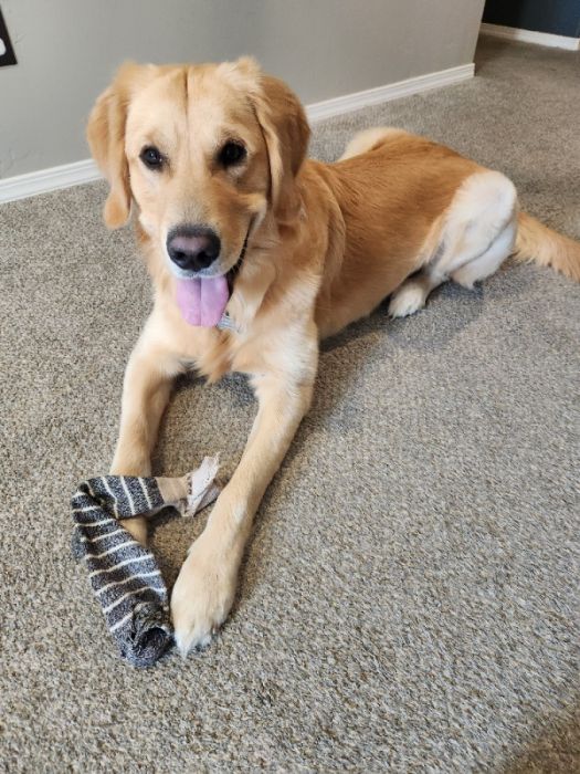 Golden Retriever Stud