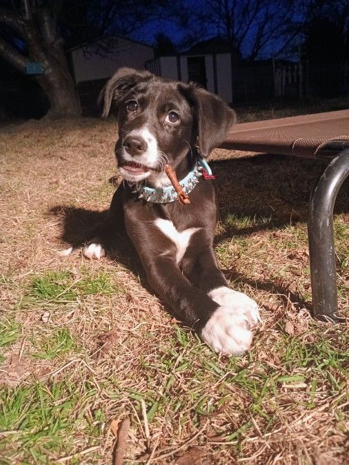 Trained 1 Year Old Boarder Collie Mix