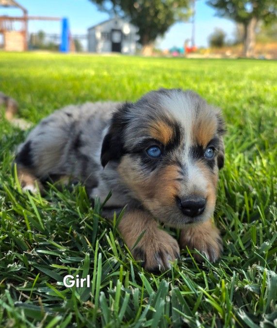 Mini Aussie