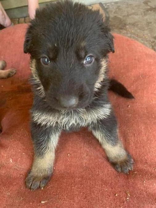 Female Black & Tan