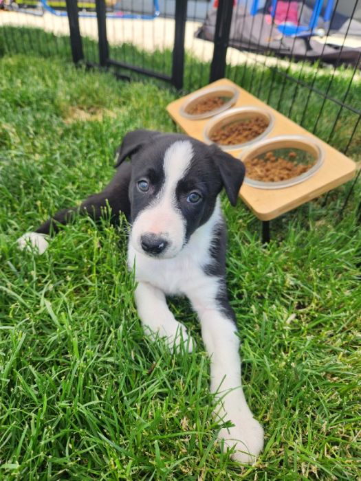 Border Collie Puppies