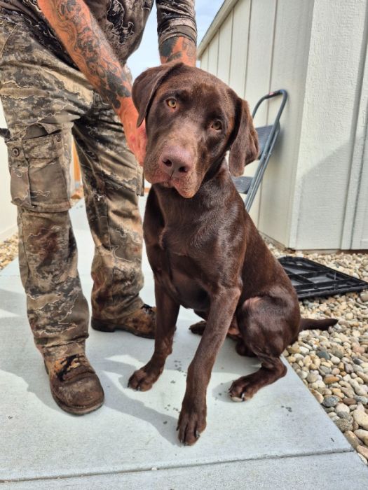 1 year pure breed chocolate lab