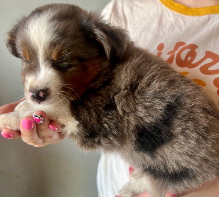 Brown eyed blue Merle male 