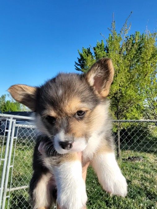 AKC Pembroke Corgis