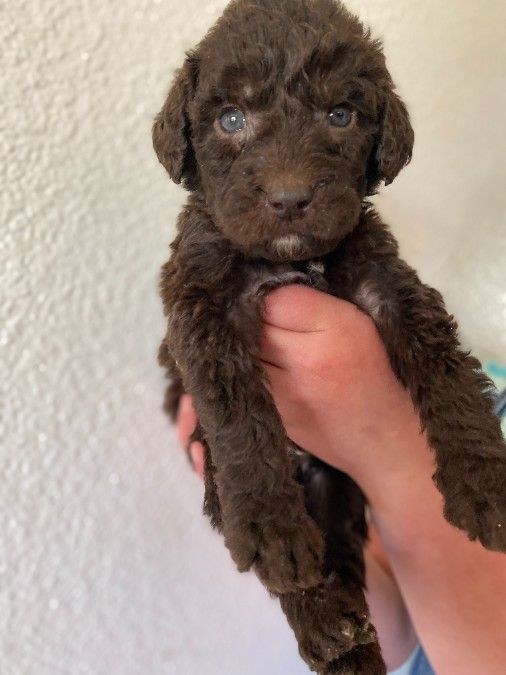 Chocolate Labradoodles 