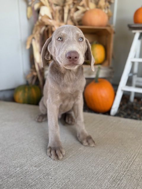 AKC Silver Lab puppies