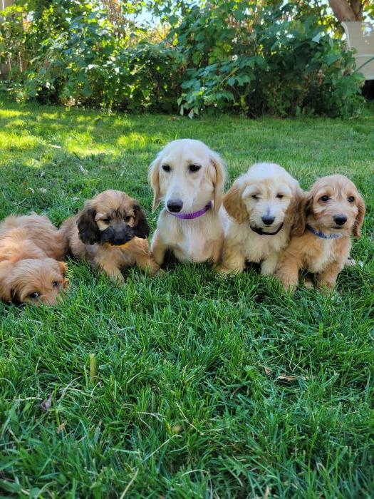 Doxiepoo Puppies 