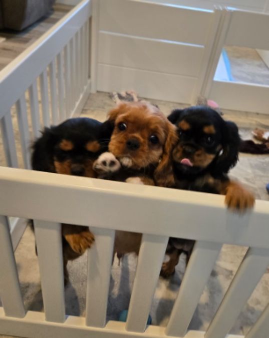 Cavalier King Charles 