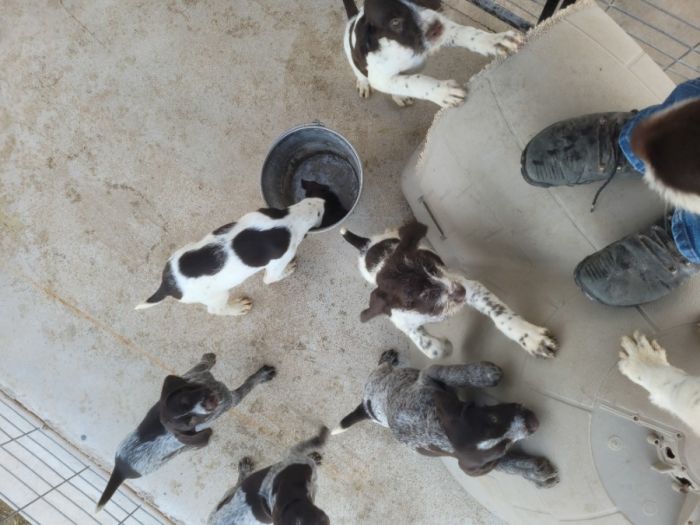 German Wirehair Pointer Puppies