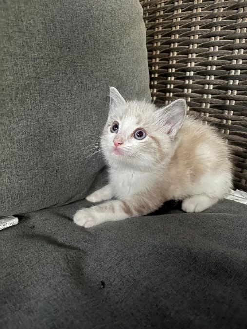 Male kitten