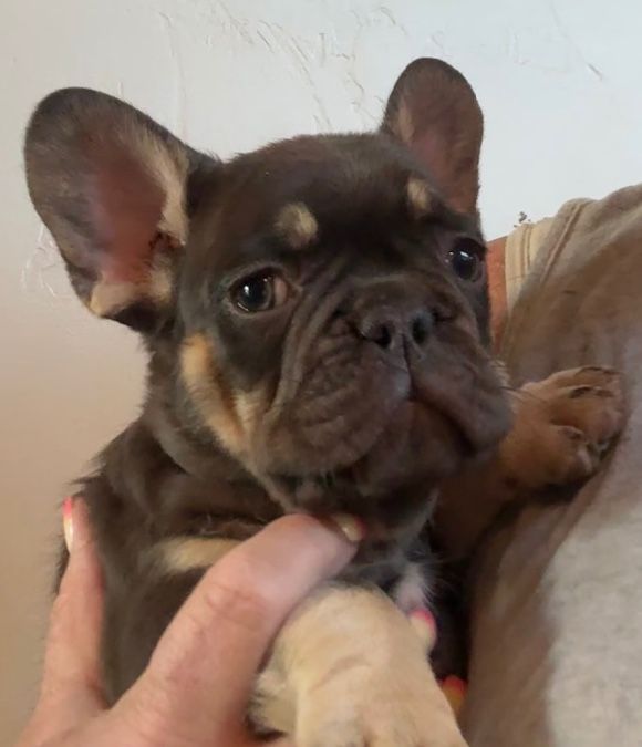 AKC French Bulldog Puppies