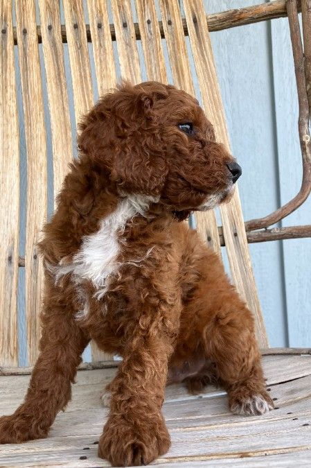 Teddy Bear 