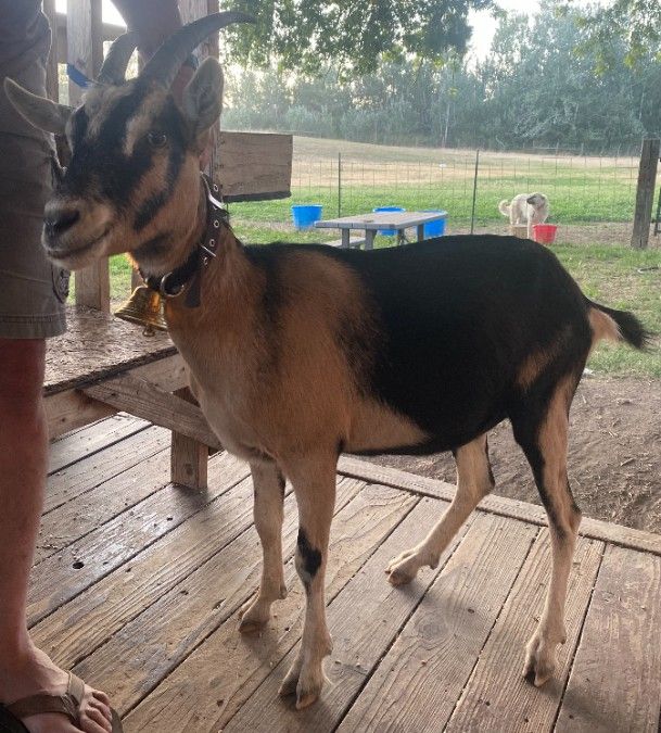 Alpine Yearling (Doe)