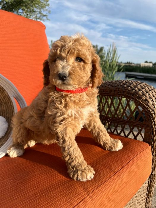 Mini Poodles