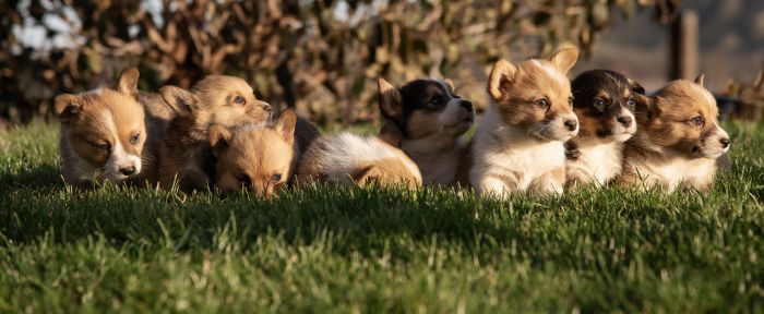 Pembroke Corgi Puppies