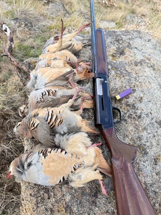 Browning Sweet 16 with ammo