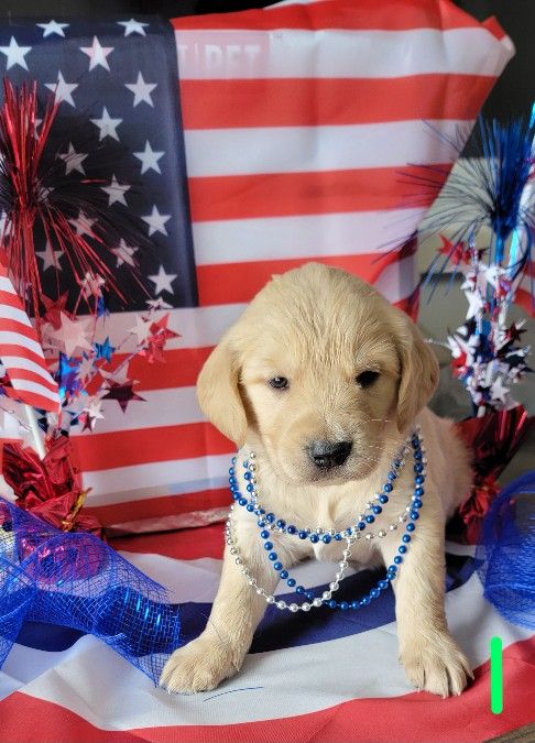Beautiful Golden Retriever Puppies
