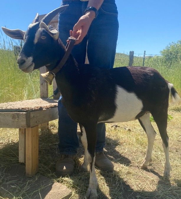 Nubian-Alpine Yearling (Doe)
