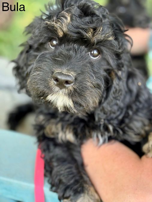 Bulla the Cavapoo