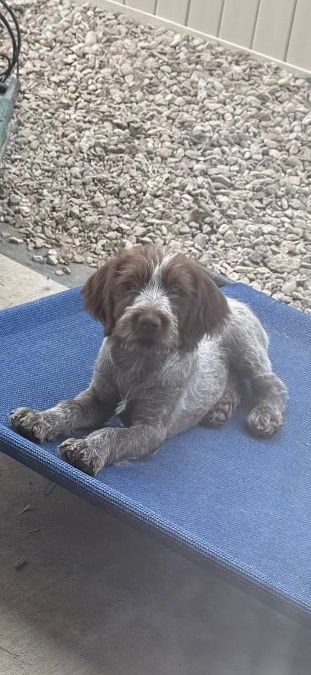 Wirehaired Pointing Griffon 1 Male left