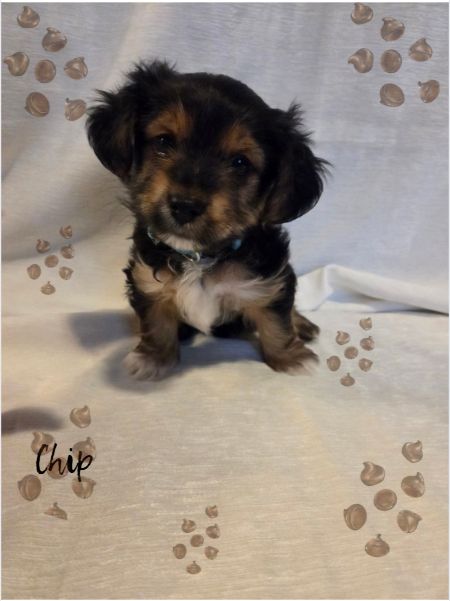 Chip, playfully dubbed "The Menace"