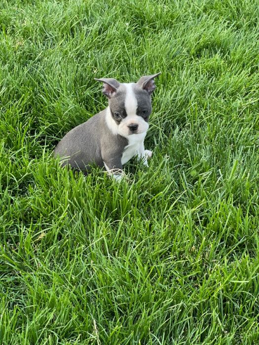 AKC Boston Terrier Puppies