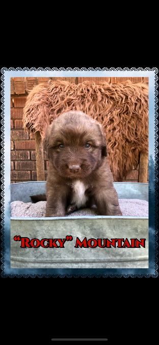Idaho Mountain Dogs - Great Pyrenees x Newfie