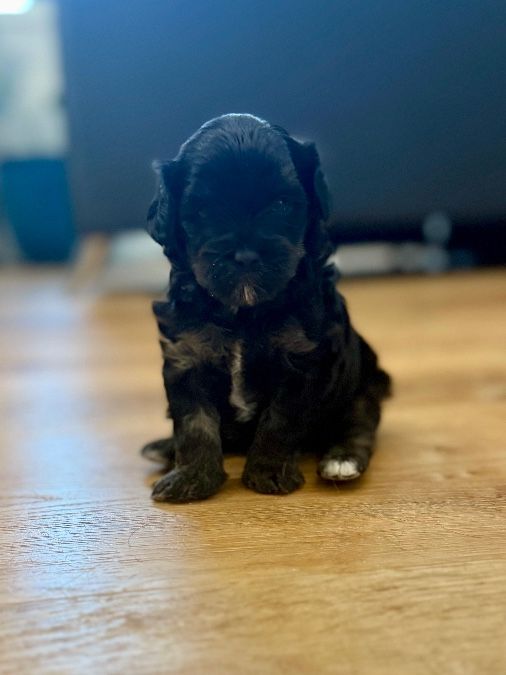 Female Biewdle puppy