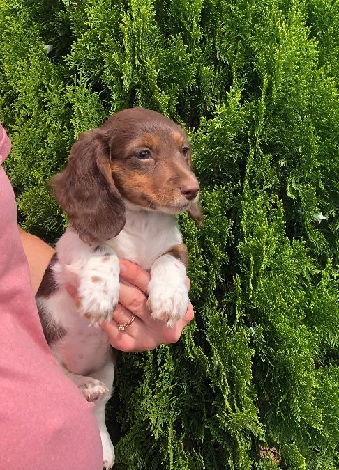 Mini Dachshund Puppies!! Update 8/18
