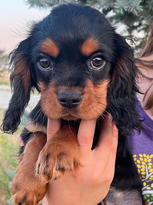 AKC King Charles Cavalier