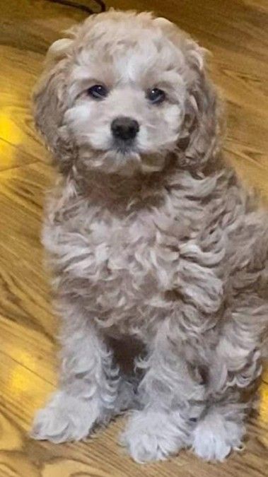 Cockapoo Puppy! Curley and Cute
