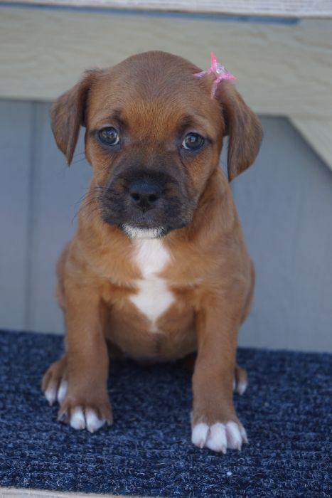 Froodle French bulldog poodle