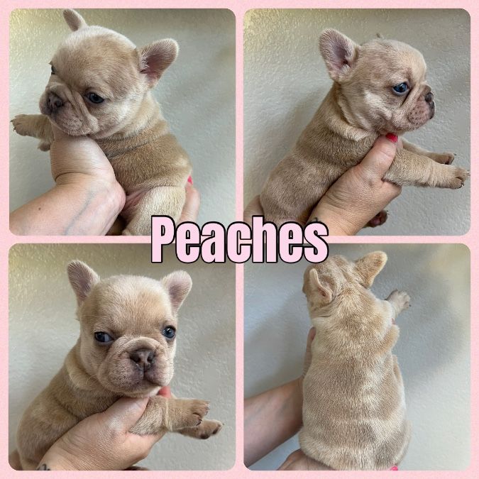 French Bulldog Puppies