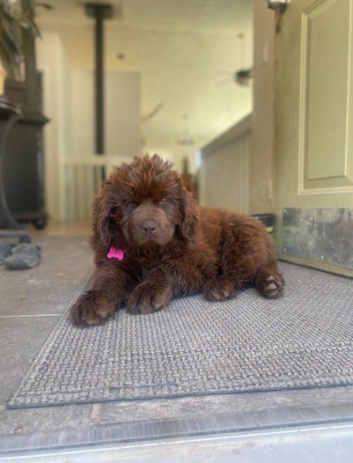 Newfoundland Puppies