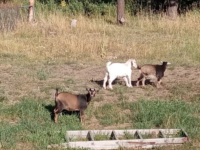 Goat kids ready to wean and mom/baby package deal