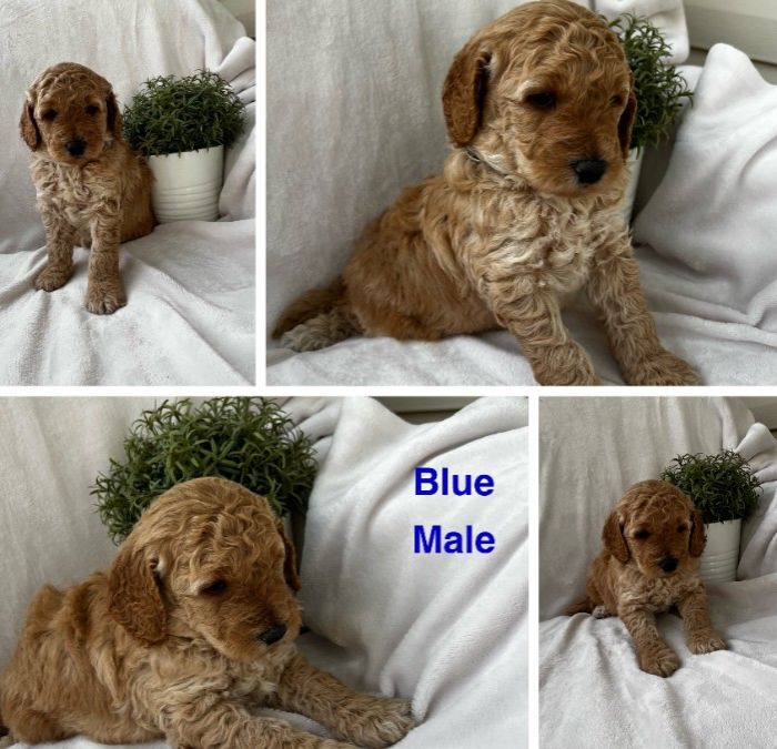 🐾 Mini Golden Doodle Puppies! 🐾