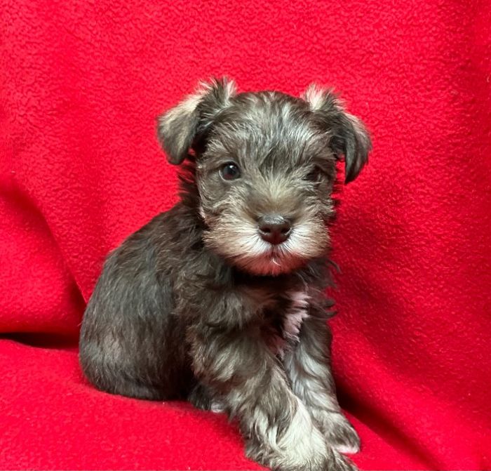 Miniature Schnauzer Puppies, AKC Registered