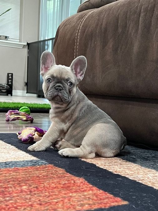 AKC French Bulldog Puppies