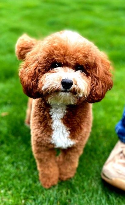 Bolt, the dad,  10# pure bred poodle.  Intense red stays with is litters.