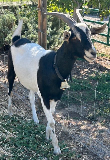 Goats for Sale