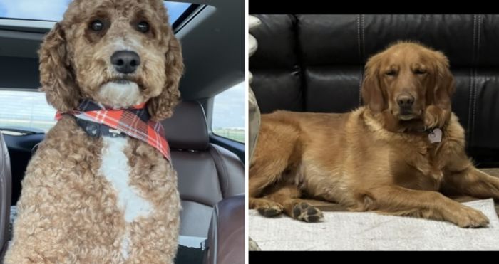 F1 Golden Doodle puppies due June 2025! 