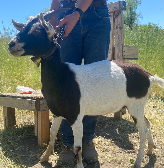 Nubian-Alpine Yearling (Doe)